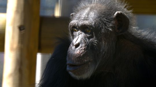 Meet the Chimps - 4. epizoda