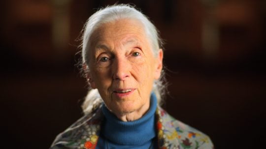 Dopis mému idolu - Jane Goodall