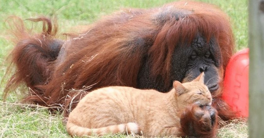 Unlikely Animal Friends