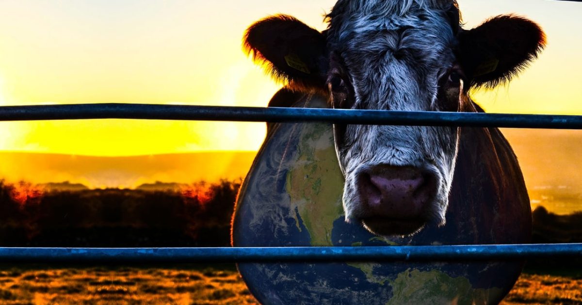 Cowspiracy - Klíč k udržitelnosti