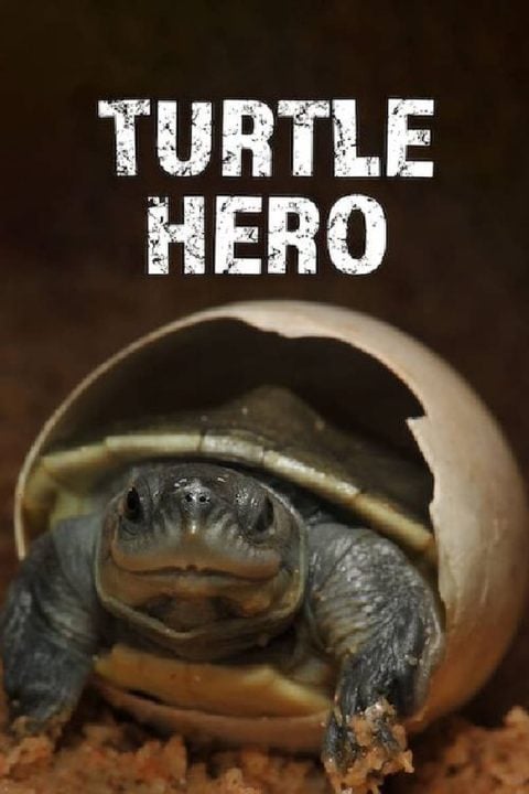 Plakát Turtle Hero