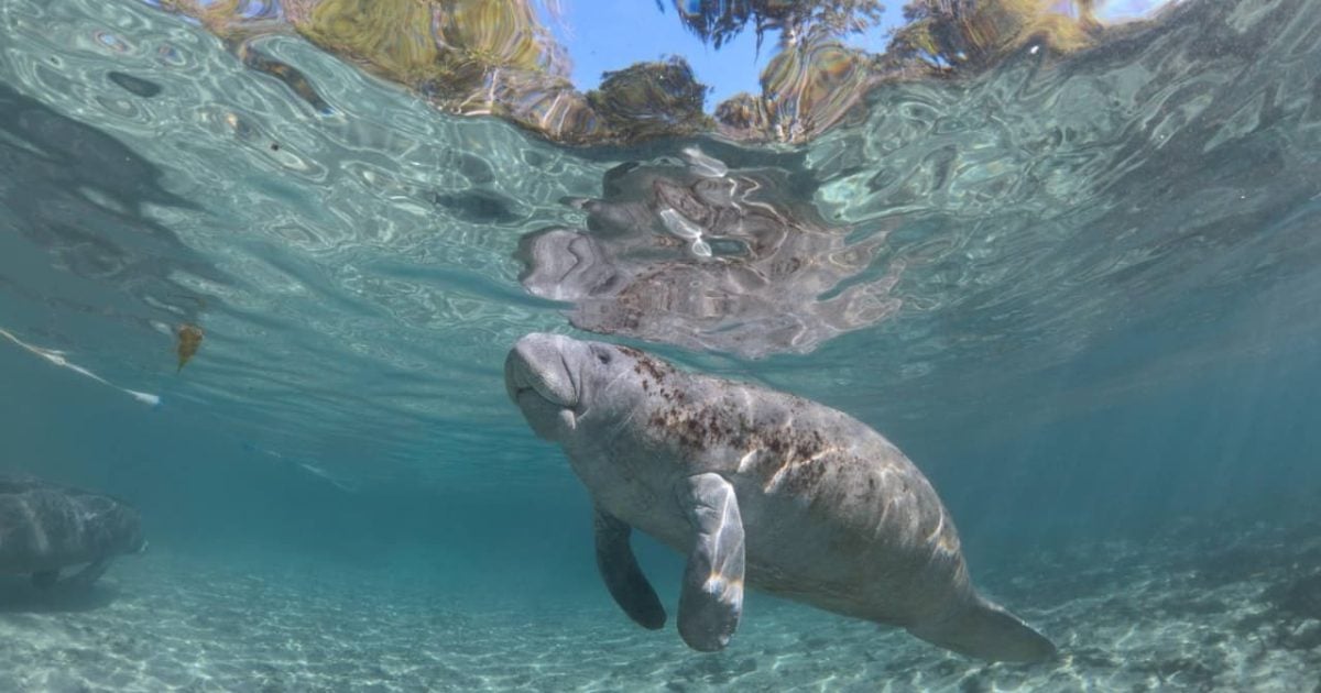 Hamilton's Journey - Manatees in a New Light