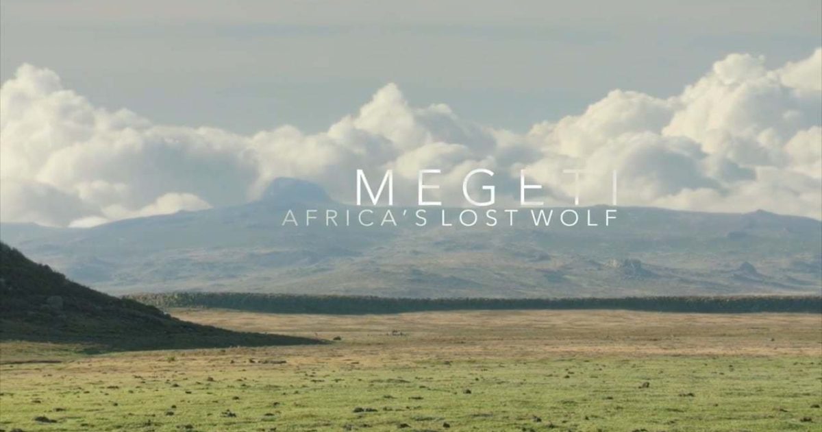 Megeti - Africa's Lost Wolf