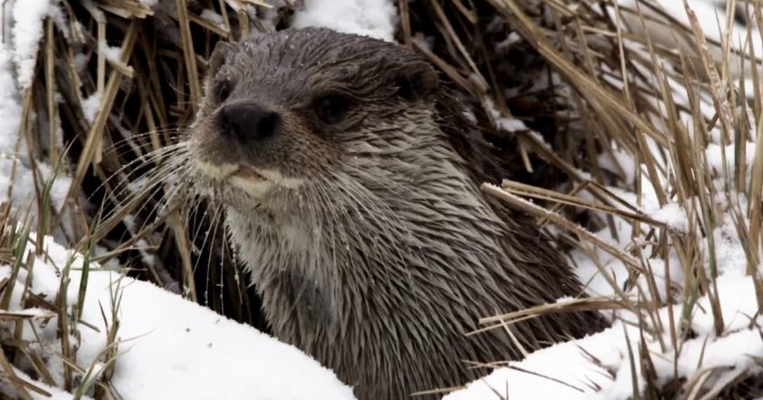 Seasons of the Otter