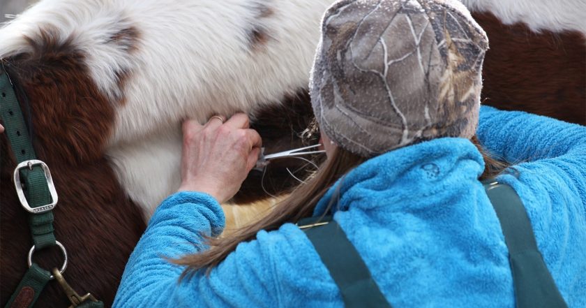 Dr. Oakley, Yukon Vet