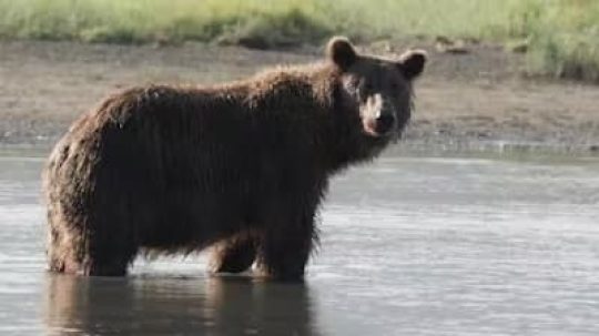 The Tracker’s Diary: Bears of Katmai - 4. epizoda