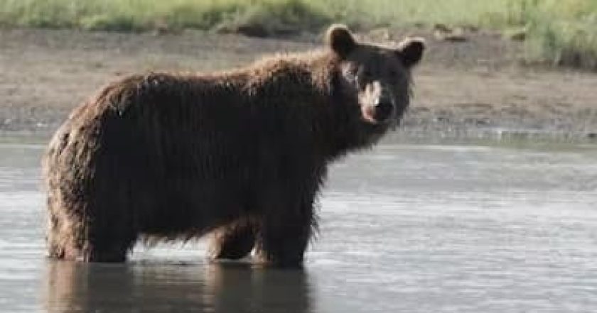 The Tracker's Diary: Bears of Katmai