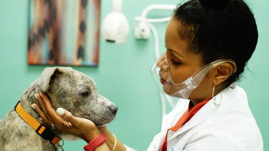 V kůži zvířecí dermatoložky - Prašivý psík