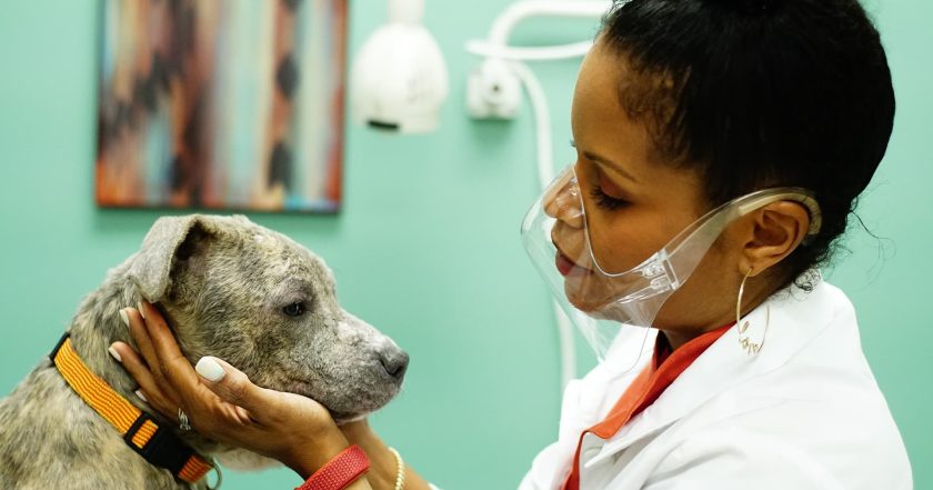 V kůži zvířecí dermatoložky