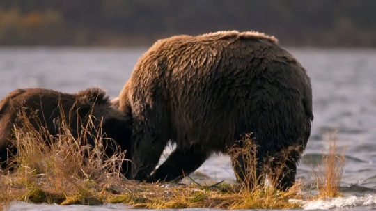 Alaska’s Grizzly Gauntlet - 1. epizoda