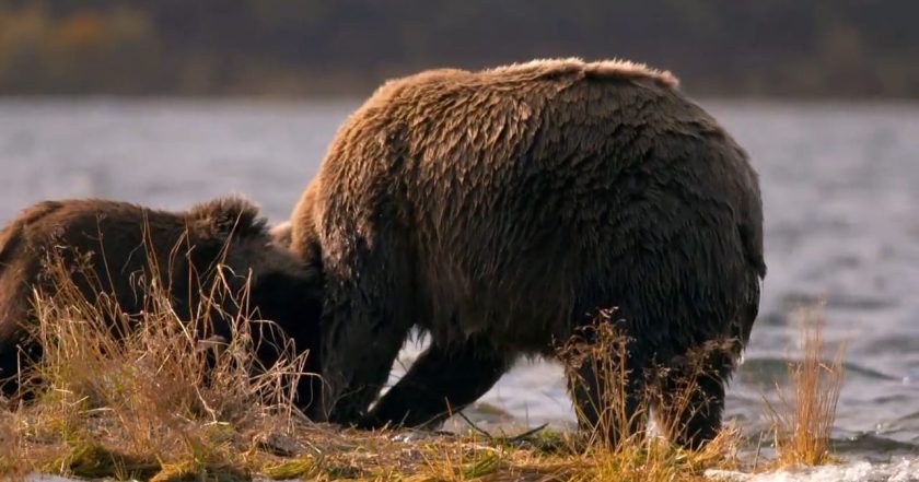 Alaska's Grizzly Gauntlet