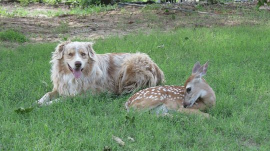 Unlikely Animal Friends - 4. epizoda