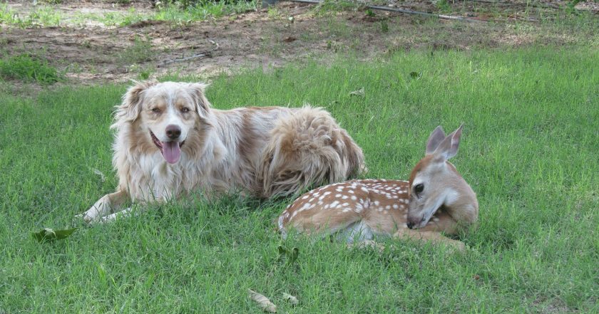 Unlikely Animal Friends