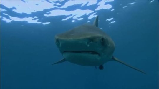 When Sharks Attack - 1. epizoda