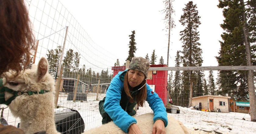 Dr. Oakley, Yukon Vet