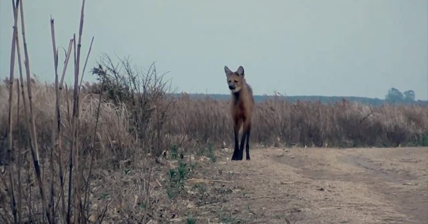 72 Dangerous Animals: Latin America