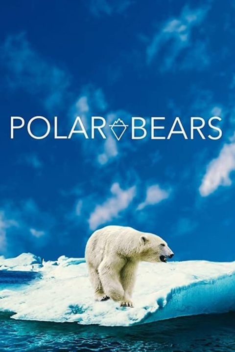 Plakát Polar Bears