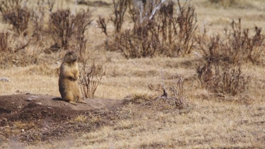 Prairie Dog Manor - 2. epizoda