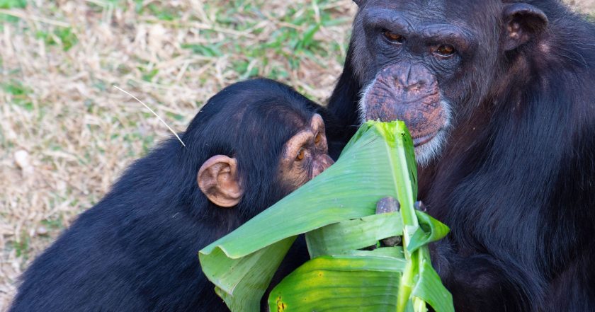 Meet the Chimps