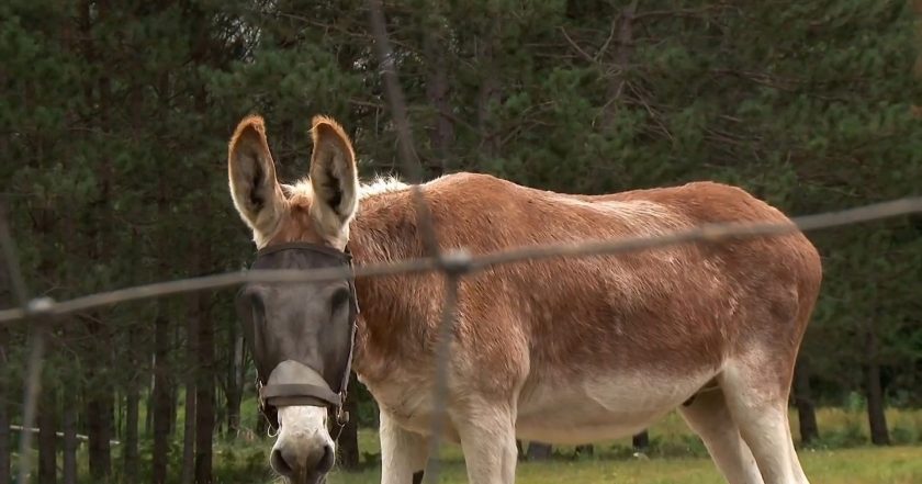 The Incredible Dr. Pol