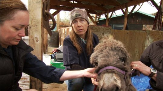 Dr. Oakley, Yukon Vet - 4. epizoda