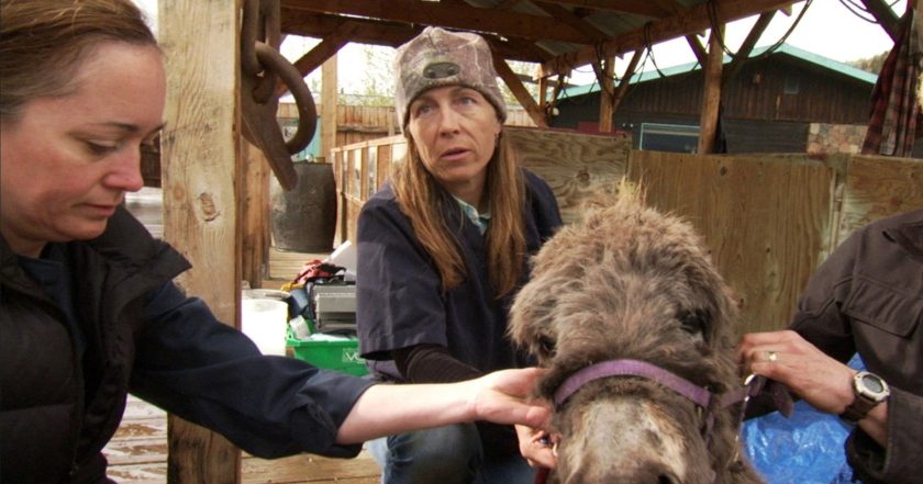 Dr. Oakley, Yukon Vet