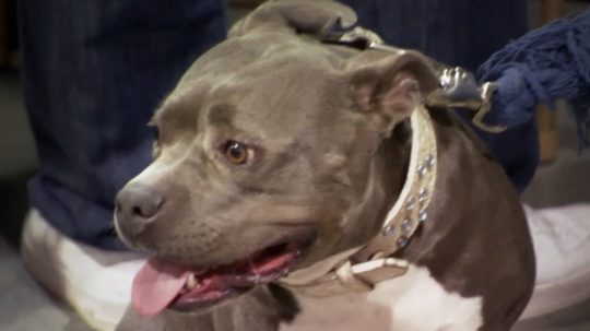 Pit Bulls and Parolees - 3. epizoda