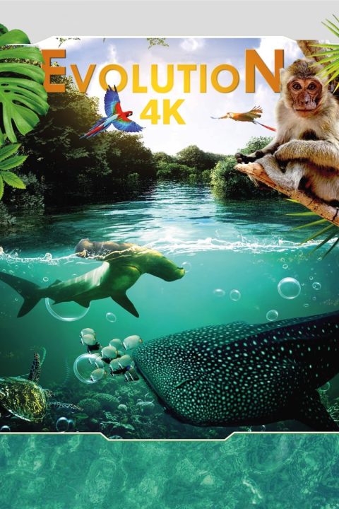 Plakát Evolution 4K