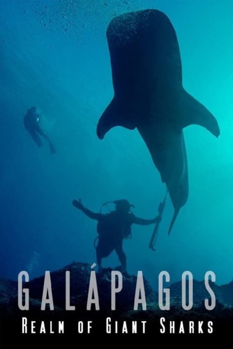 Plakát Galapagos Realm Of Giant Sharks