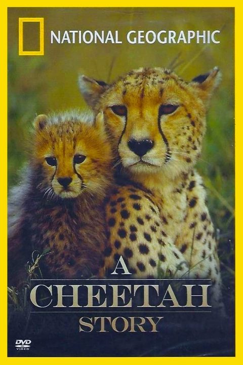 A Cheetah Story