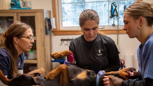 Dr. Oakley, Yukon Vet - 1. epizoda