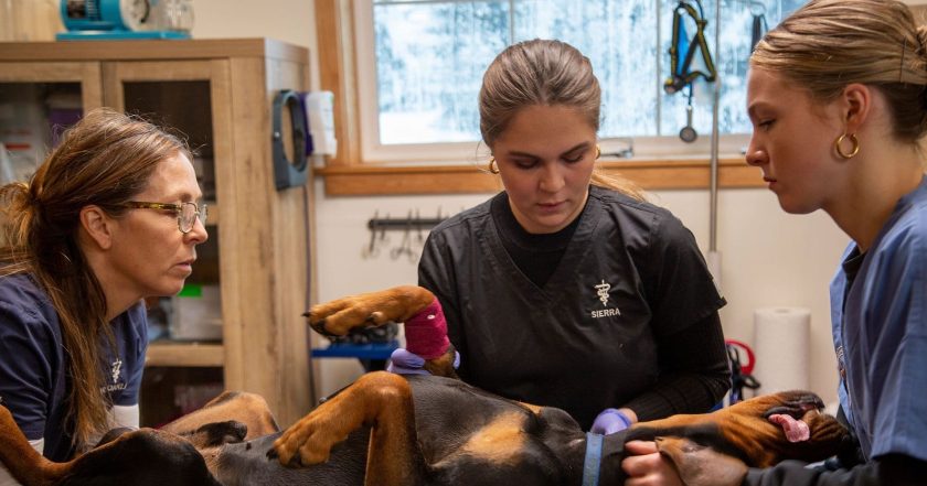 Dr. Oakley, Yukon Vet