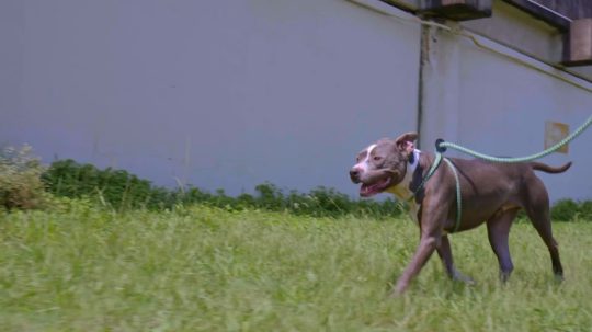 Pit Bulls and Parolees - 7. epizoda