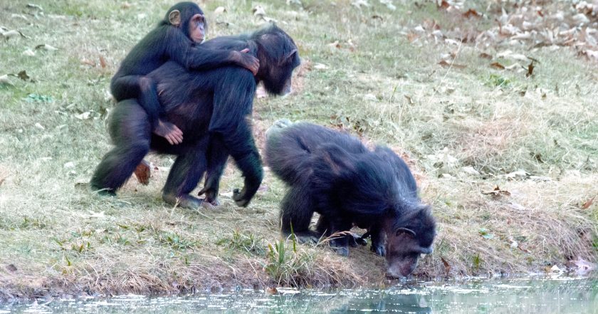 Meet the Chimps