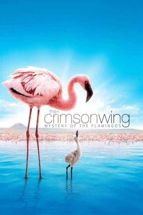 Plakát The Crimson Wing: Mystery of the Flamingos