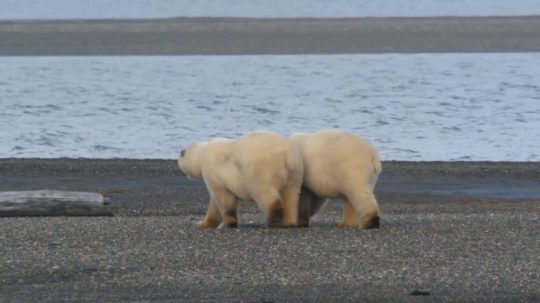 Alaska’s Grizzly Gauntlet - 2. epizoda