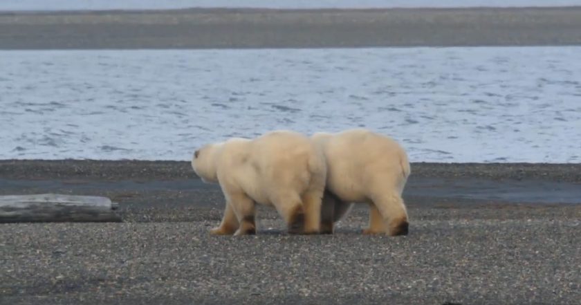 Alaska's Grizzly Gauntlet