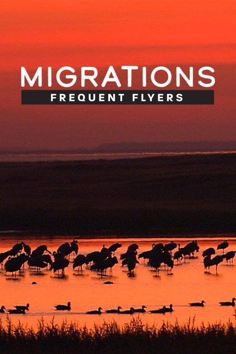 Plakát Migrations: Frequent Flyers