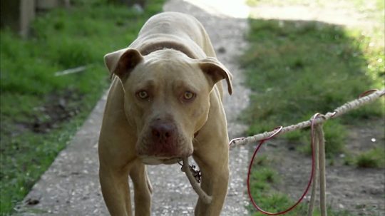 Pit Bulls and Parolees - 3. epizoda