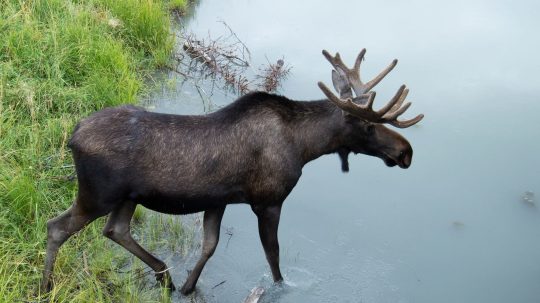 Alaska Animal Rescue - 8. epizoda