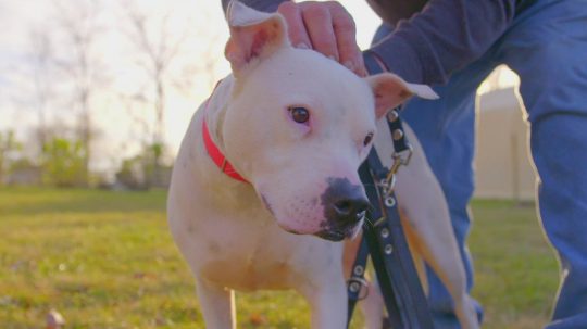 Pit Bulls and Parolees - 6. epizoda