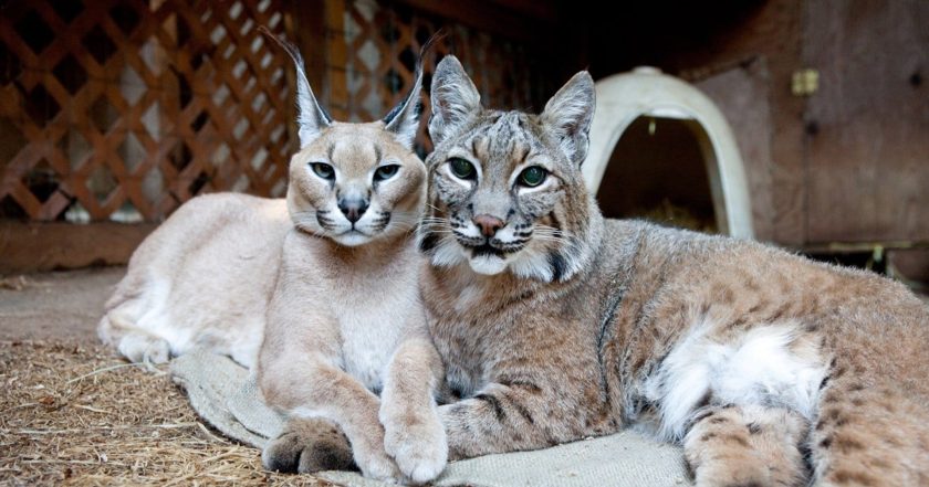 Unlikely Animal Friends