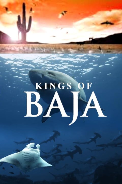 Plakát Kings of Baja