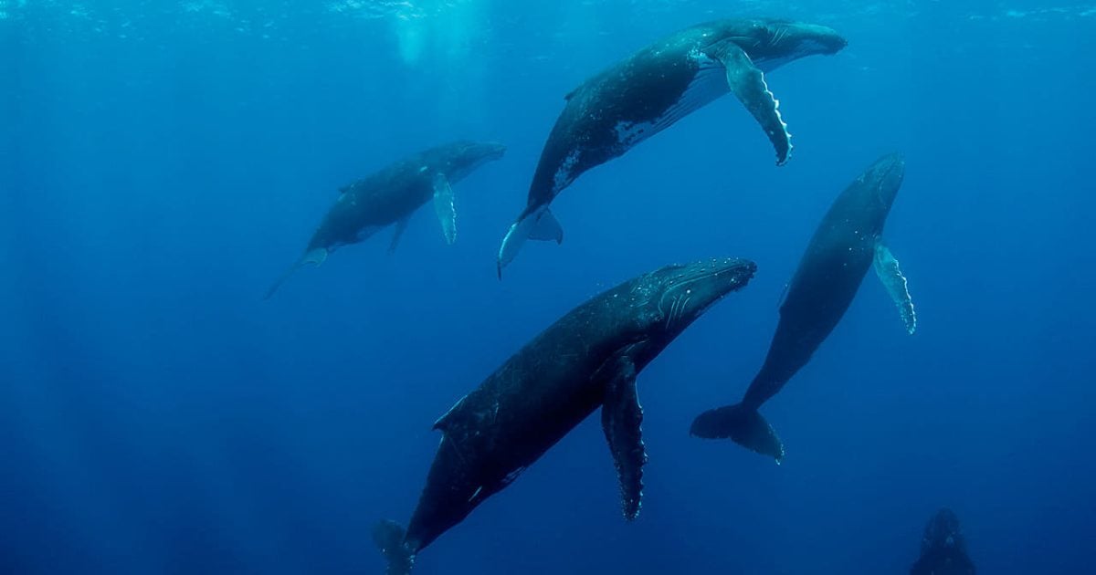 Humpback Whales