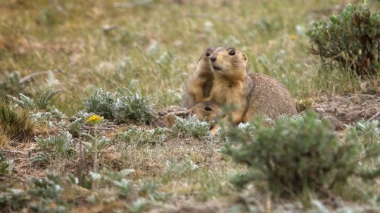 Prairie Dog Manor - 6. epizoda