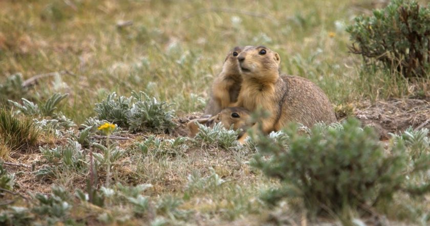 Prairie Dog Manor