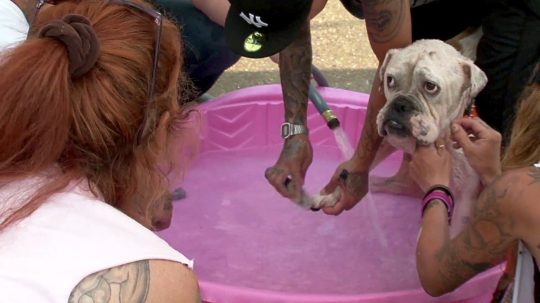 Pit Bulls and Parolees - 9. epizoda