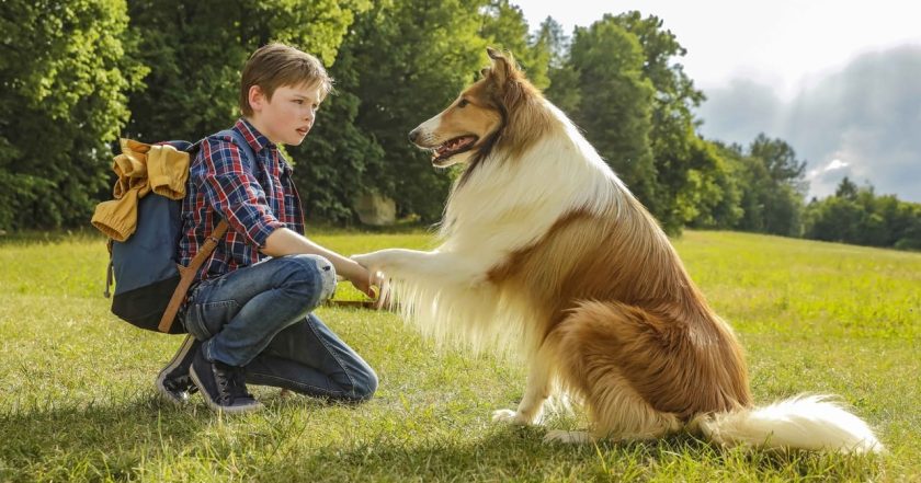 Lassie se vrací