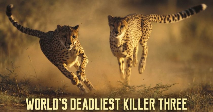 World's Deadliest Killer Three