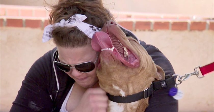 Pit Bulls and Parolees